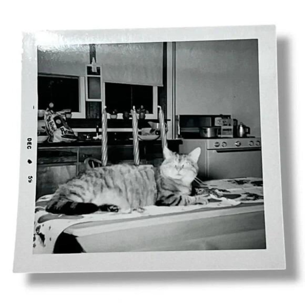 Cat Lounging on Dining Table Next to Candle Centerpiece 1959 Vintage Photo DBX